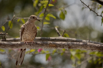 Dove perched on a branch sunbathing. Selective focus.