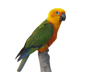 Fototapeta na wymiar parrot on the branch