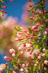 Lush spring bloom of pink apple and cherry flowers.
