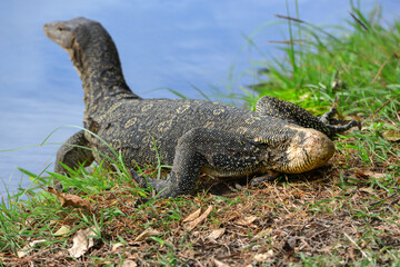 Giant lizard get hurt in a fight deformed tail