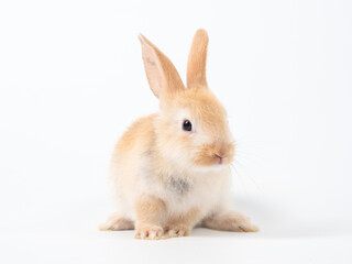 Front view of baby orange rabbit standing on white background. Lovely action of baby rabbit.