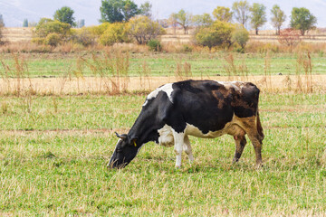 Cow grazes in the pasture and eats grass