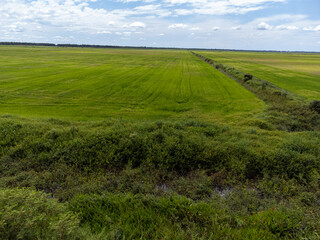 big green field of rice plantation