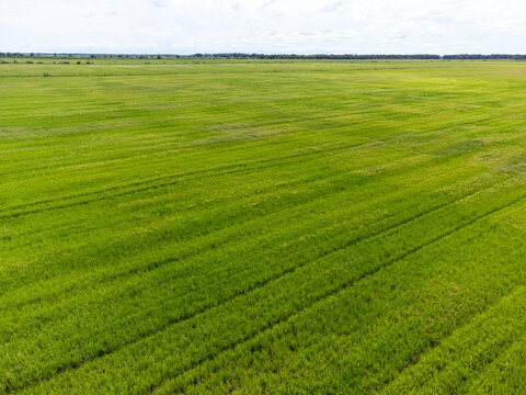 big green field of rice plantation