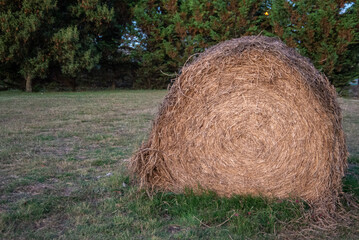 Large round straw bale in the field
