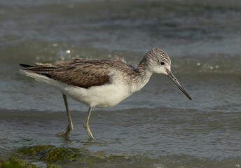 Closeup of a Common Greenshank feeding at Eker creek, Bahrain