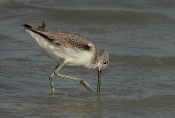Common Greenshank feeding at Eker creek, Bahrain