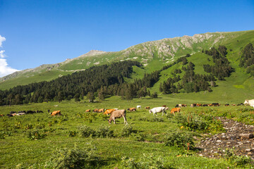 Fototapeta na wymiar Cows graze in the Sofia river valley. Russia