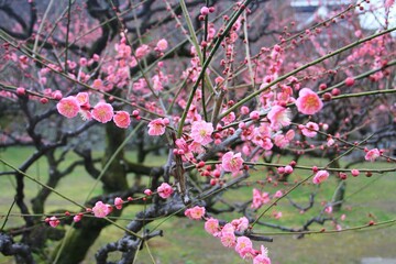cherry blossom is a type of flowering tree that is widely recognized for its delicate and beautiful flowers