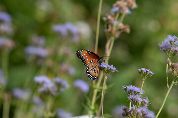 Queen Butterflies in Blue Mistflower, Fall in Boerne, Texas