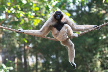 Adult pileated gibbon male sits on a rope