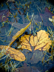 Yellow autumn leaves in a rainwater made puddle.
