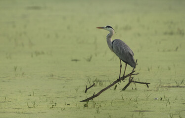 Grey heron perched on a wooden log with green all over at Keoladeo Ghana National Park, Bharatpur, India