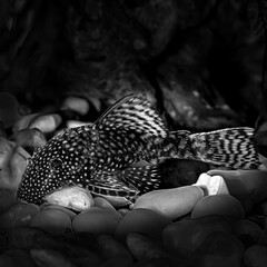 Aquarium fish catfish Ancistrus in a freshwater aquarium. Black and white.