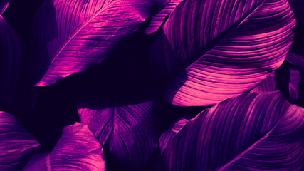 purple tropical leaf texture background