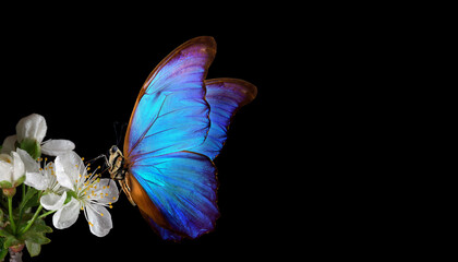 blue morpho butterfly on sakura flowers isolated on black. copy space