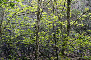 Obraz premium Geres green woods during spring