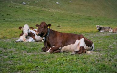Fototapeta na wymiar Bunch of cows resting on a meadow in the Alps
