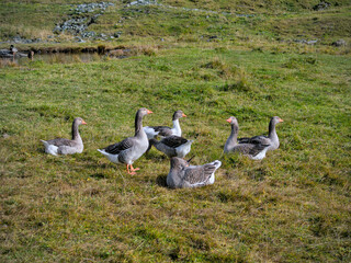 Bunch of wild geese on a mountain meadow in the Alps