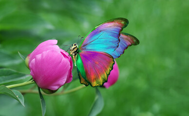 colorful morpho butterfly on pink peony flower in the garden © Oleksii