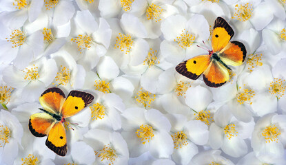 colorful orange butterflies on jasmine flowers. jasmine flowers texture background. top view
