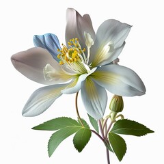Colorado Columbine Wildflower, white background, Colorado, Columbine, Generative AI