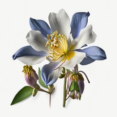 Colorado Columbine Wildflower, white background, Colorado, Columbine, Generative AI