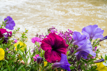 Fleurs de pavot rose, violette, jaune devant une rivière - obrazy, fototapety, plakaty