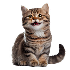 Happy cat, smiling cat on a transparent background. generative AI