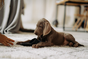 Weimaraner puppy nibbles on the owner's house slipper. Small dog ruins home clothes