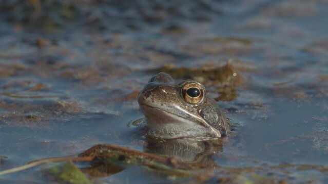 European common frog in a pond