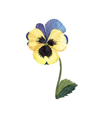 Watercolor viola, purple spring flower, botanical illustration isolated on a white background