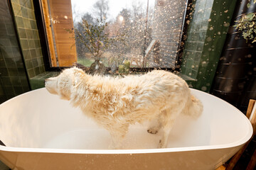 Wet dog shakes off the water in bathtub, during a SPA procedures at home. Maremmano abruzzese dog...