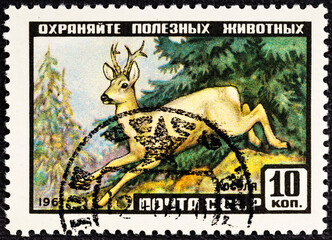 USSR - CIRCA 1961: Postage stamp issued in the Soviet Union with the image of the Siberian Roe Deer, Capreolus capreolus pygargus.