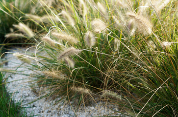 Green Plant Pennisetum Background Selective Focus Horizontal