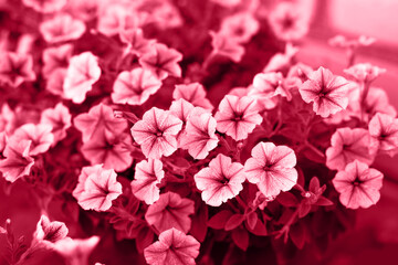 Viva magenta color petunia flowers. Color of the year 2023.