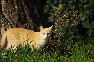 Ginger Tabby Cat exploring in the green