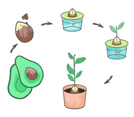 how to plants avocado youreself