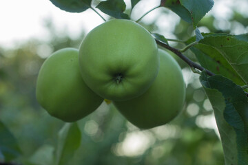 Golden Delicious Apple. Fresh green juicy apples are hanging on a branch of fruit tree, Rich harvest, Soft focus