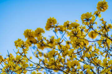 Beautiful blooming Yellow Golden Tabebuia Chrysotricha flowers of the Yellow Trumpet that are blooming with the park in spring day in the garden and sunset sky background in Thailand.