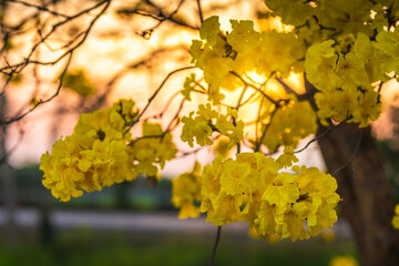 Beautiful blooming Yellow Golden Tabebuia Chrysotricha flowers of the Yellow Trumpet that are blooming with the park in spring day in the garden and sunset sky background in Thailand.