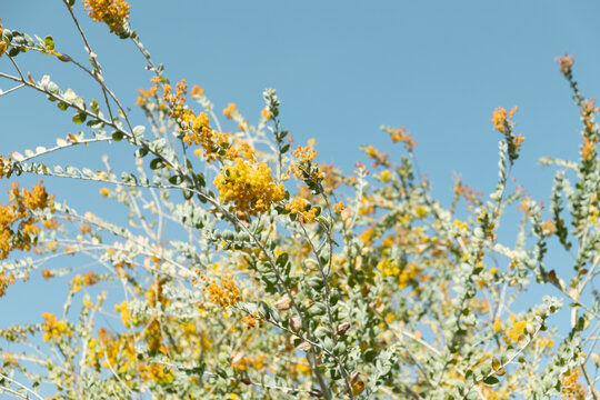 Yellow Blooms © Sarah