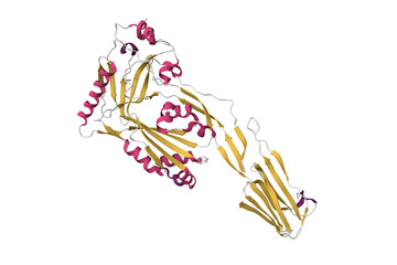 Structure of perfringolysin O. 3D cartoon model, secondary structure color scheme, PDB 1m3i