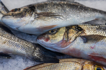 Fresh sea fish in the cold counter, intended for sale in the market. The fish are stored on ice.