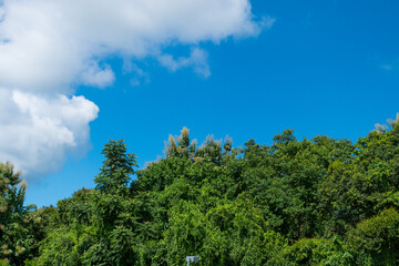 Fototapeta na wymiar Green trees and a cloudy blue sky,summer time.