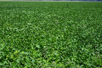 Plantation of soybean in a field of argentina