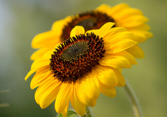 double sunflower