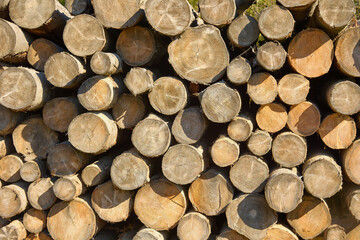 Many felled dry trees stacked on top of each other on a sunny day for firewood. Large long light brown logs. Pile of wood from felled round tree trunks
