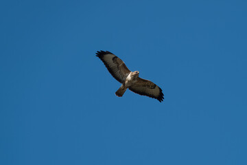 the common buzzard a medium to large bird of prey in flight with bright blue sky in the background