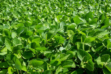 Plantation of soybean in a field of argentina